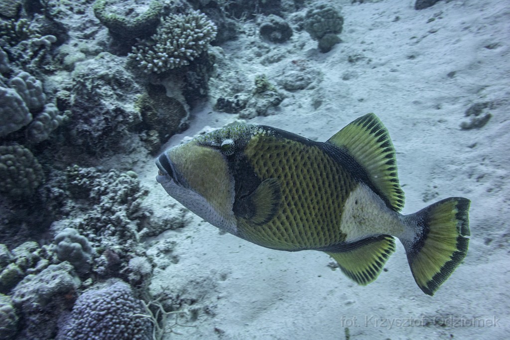 egypt,diving,underwater,fish,gallery,coral reef,trogir fish on the coral reef