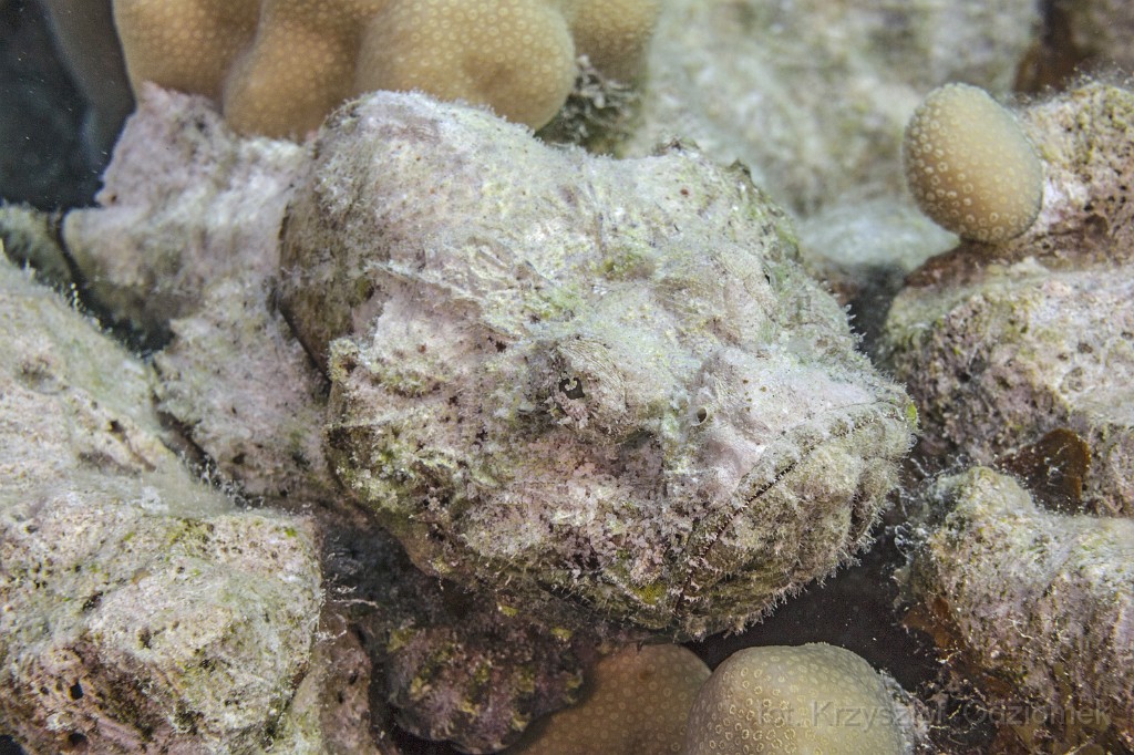 Egypt,diving,underwater,fish,gallery,coral,Stone fish on the coral reef