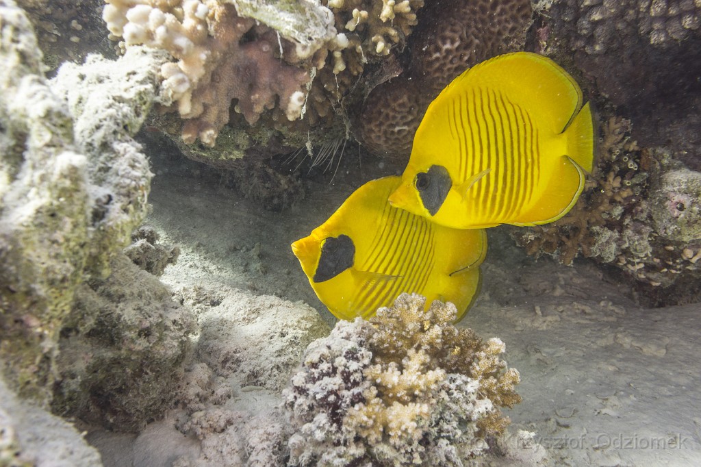 Egypt,diving,underwater,fish,gallery,coral,butterfly fish on the reef