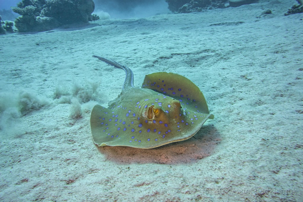 Egypt,diving,underwater,fish,gallery,coral,reef,stingray