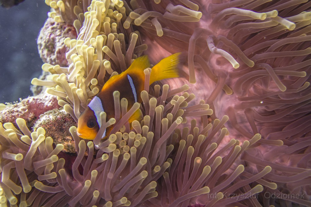 Egypt,diving,underwater,fish,gallery,coral,reef,anemonefish,clownfish