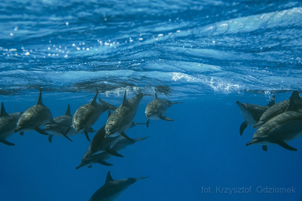 Egypt,diving,underwater,fish,gallery,coral,reef,dolphins