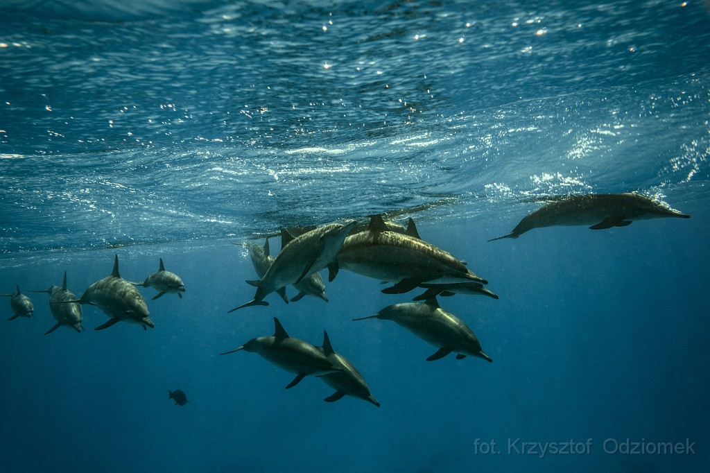 Egypt,diving,underwater,fish,gallery,coral,reef,dolphins