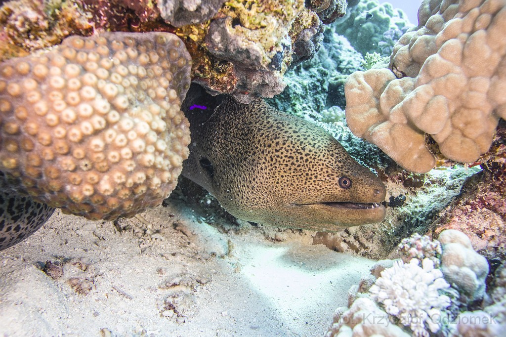 Egypt,diving,underwater,fish,gallery,coral,reef,moray