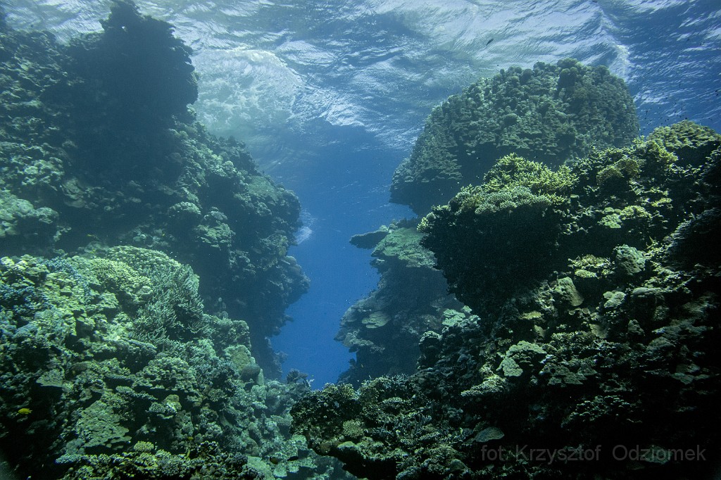 Egypt,diving,underwater,fish,gallery,coral,reef