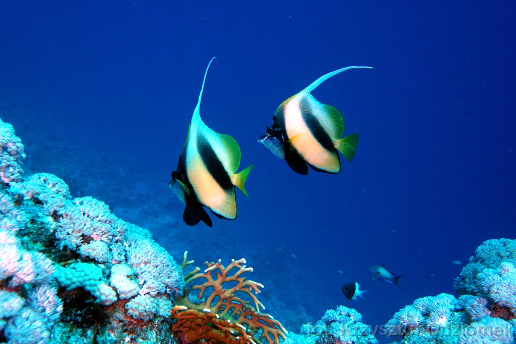 Bannerfish on the blue sea