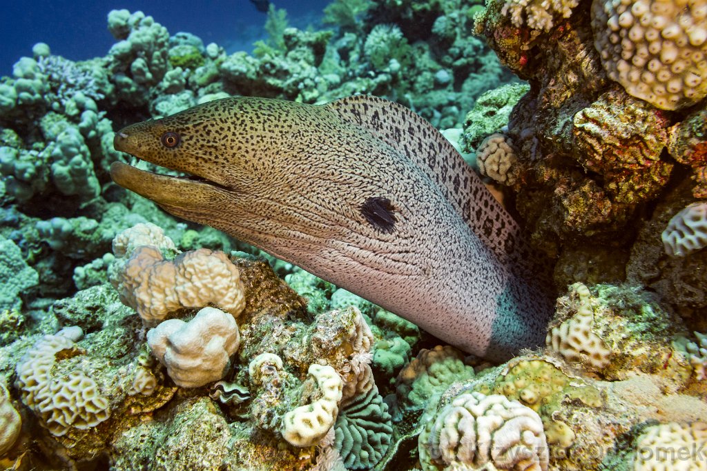 Big murayfish on the coral reef