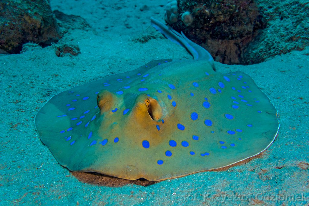 Stingray fish on the sand