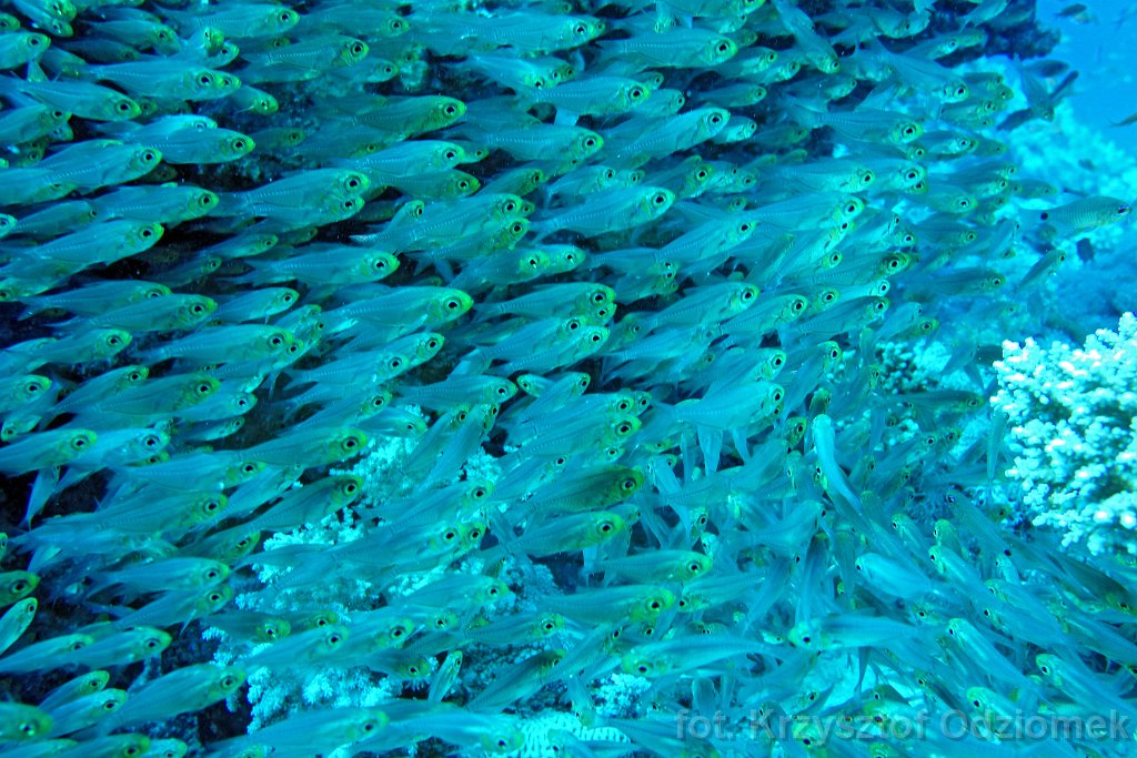 Shoal of glassfish on the coral reef