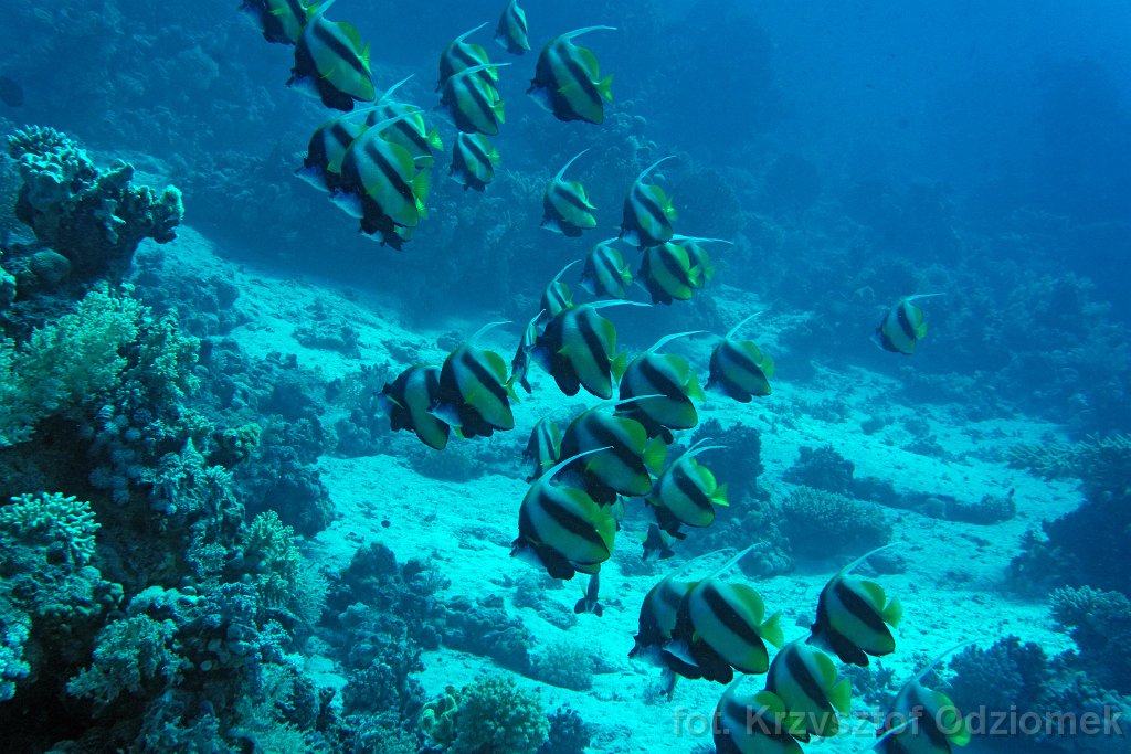 Shoal of bunnerfish on the coral reef