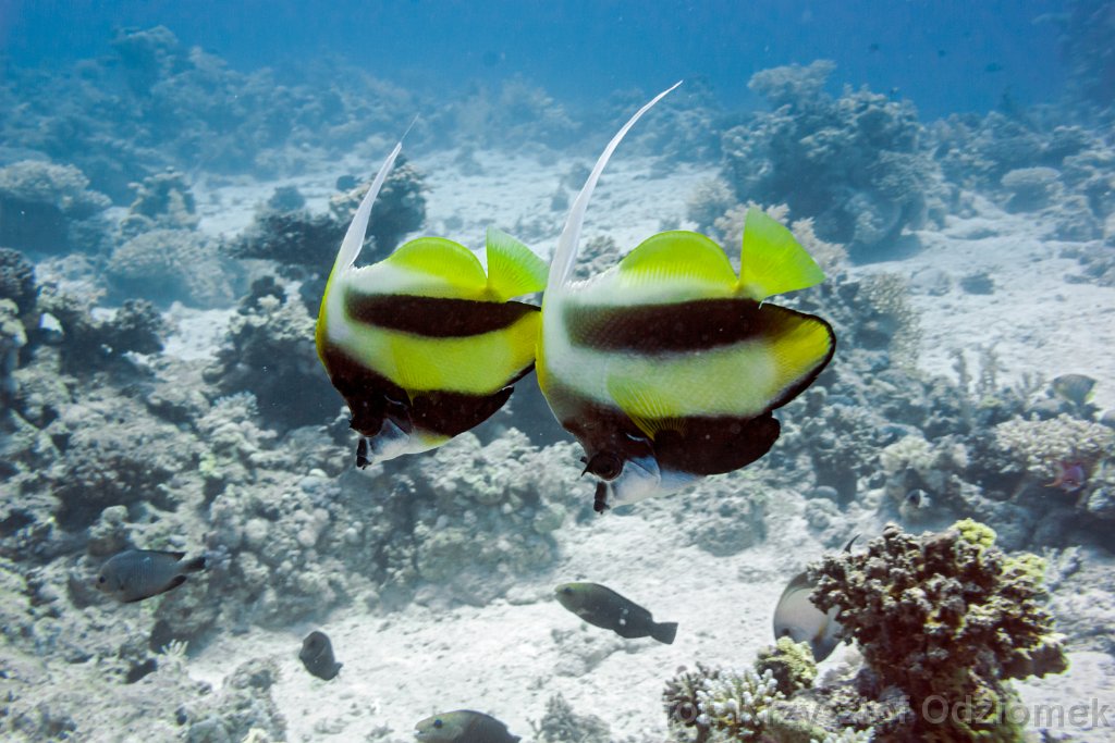Butterfish on the coral reef