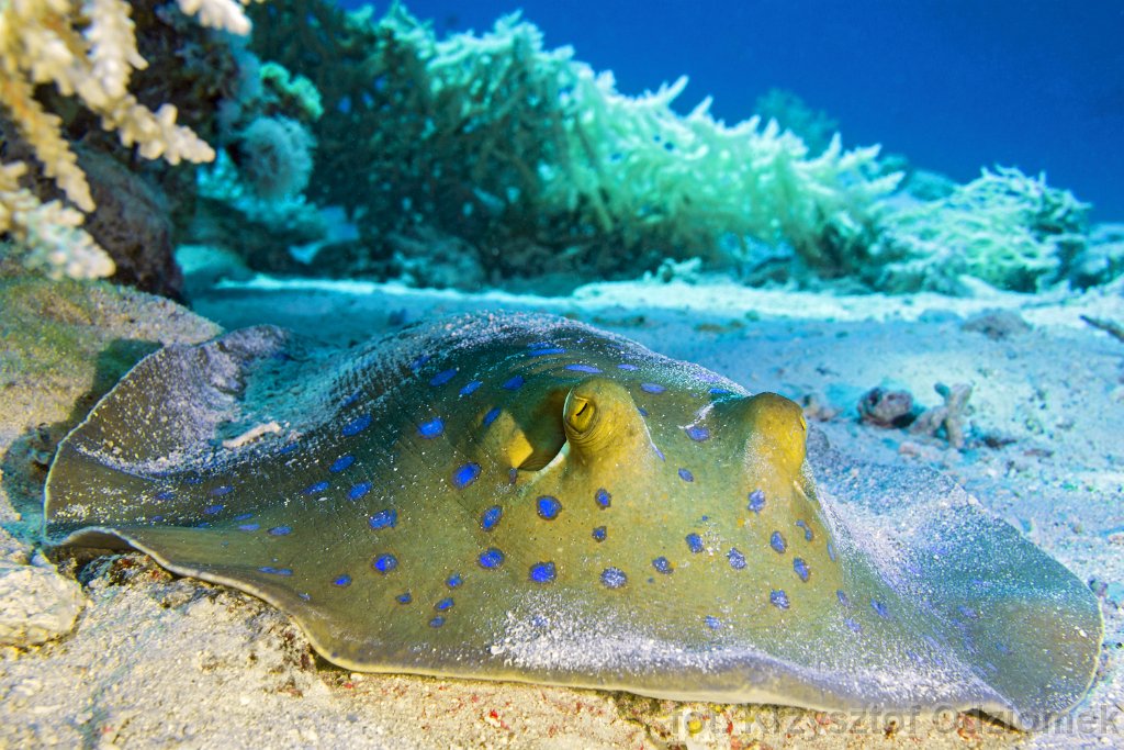 Stingray fish on the sand