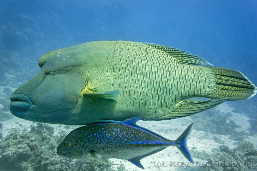 Big napoleonfish and Bluefin trevally
