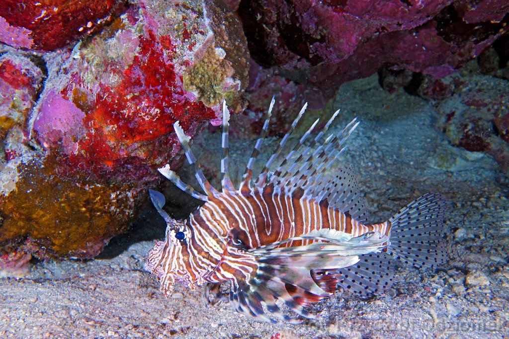 Lionfish on the croal reef
