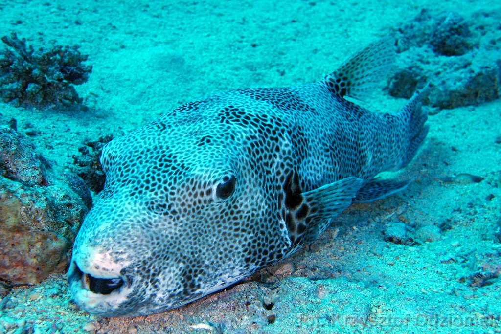 Puffer fish on the sand