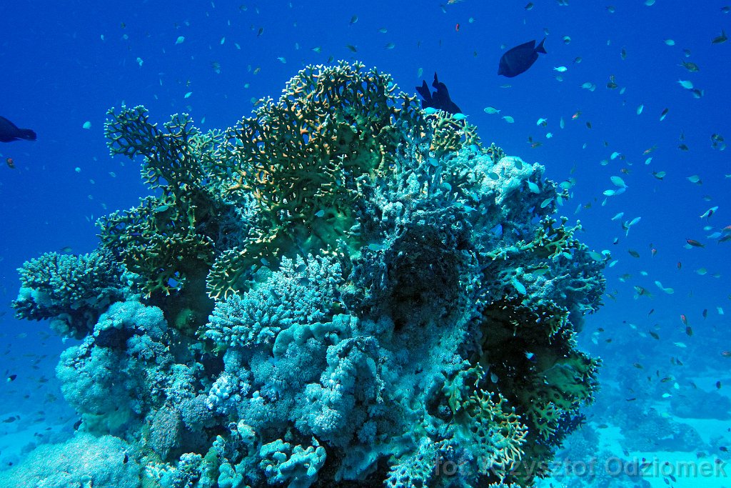Shoal of fish on the coral reef
