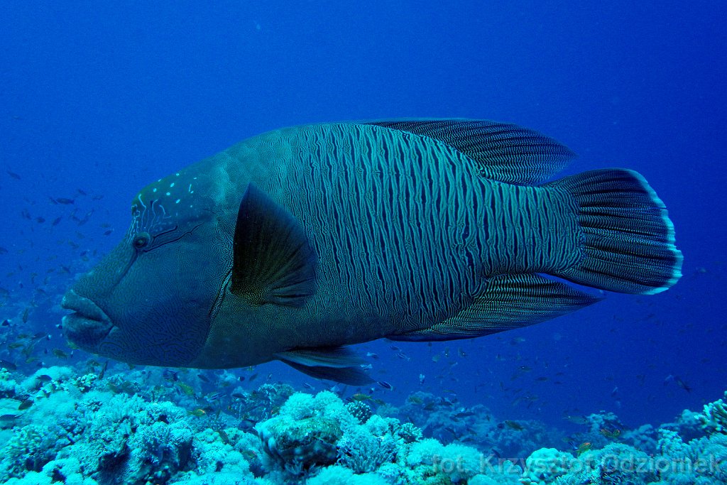 Big napoleonfish on the blue sea