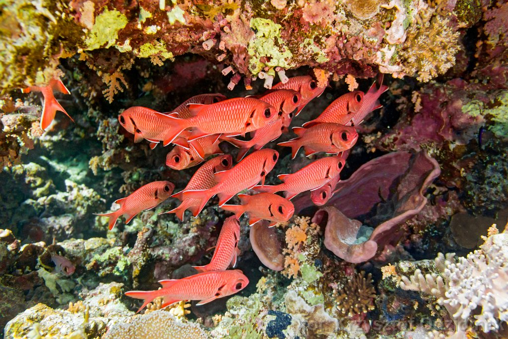 School of Soldier fish