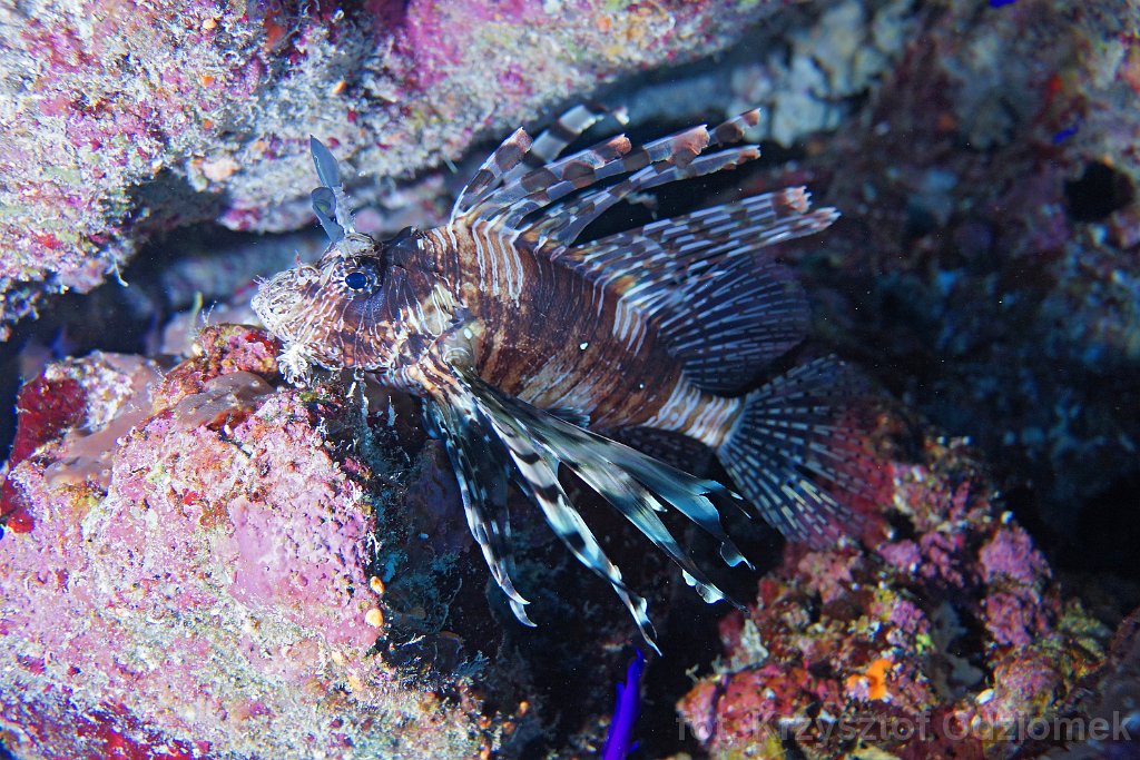 Lionfish on the coral reef