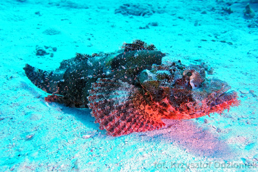 Scorpion fish on the  sand