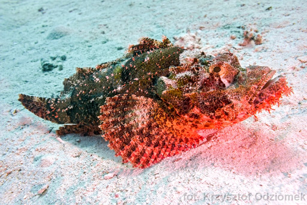 Red Scorpionfish on the sand