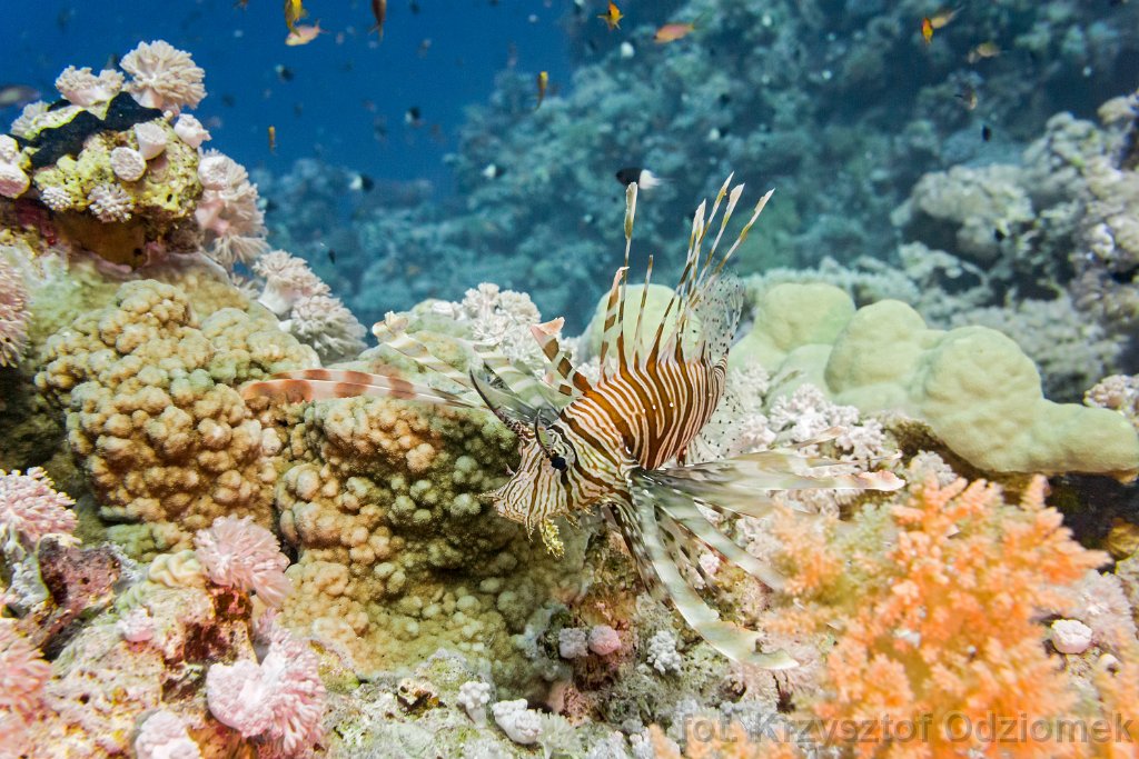Lionfish on the coral reef