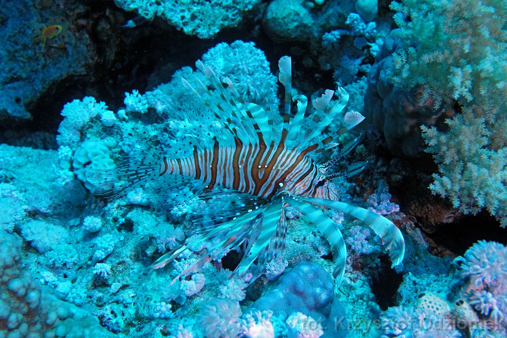 Lionfish on the coral reef