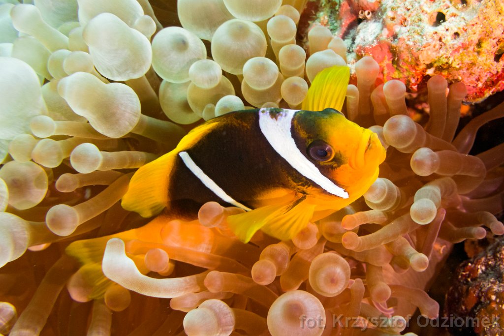 clownfish,anemone fish on the soft coral reef