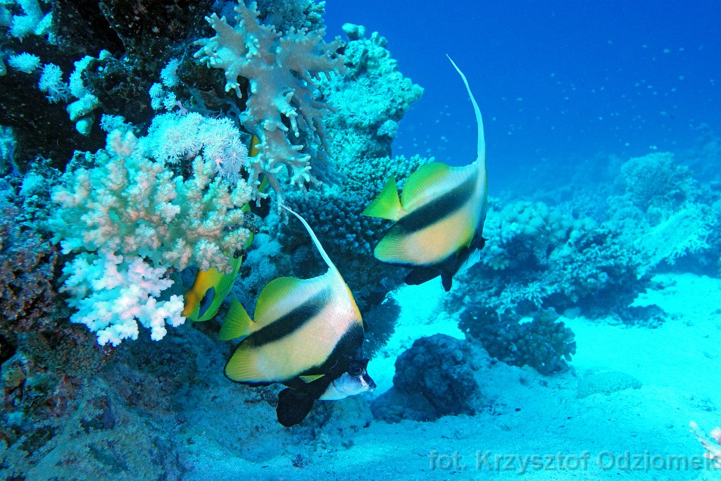 Bunnerfish  on the blue sea