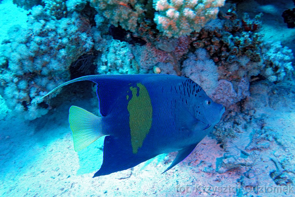Angelfish  on the coral reef