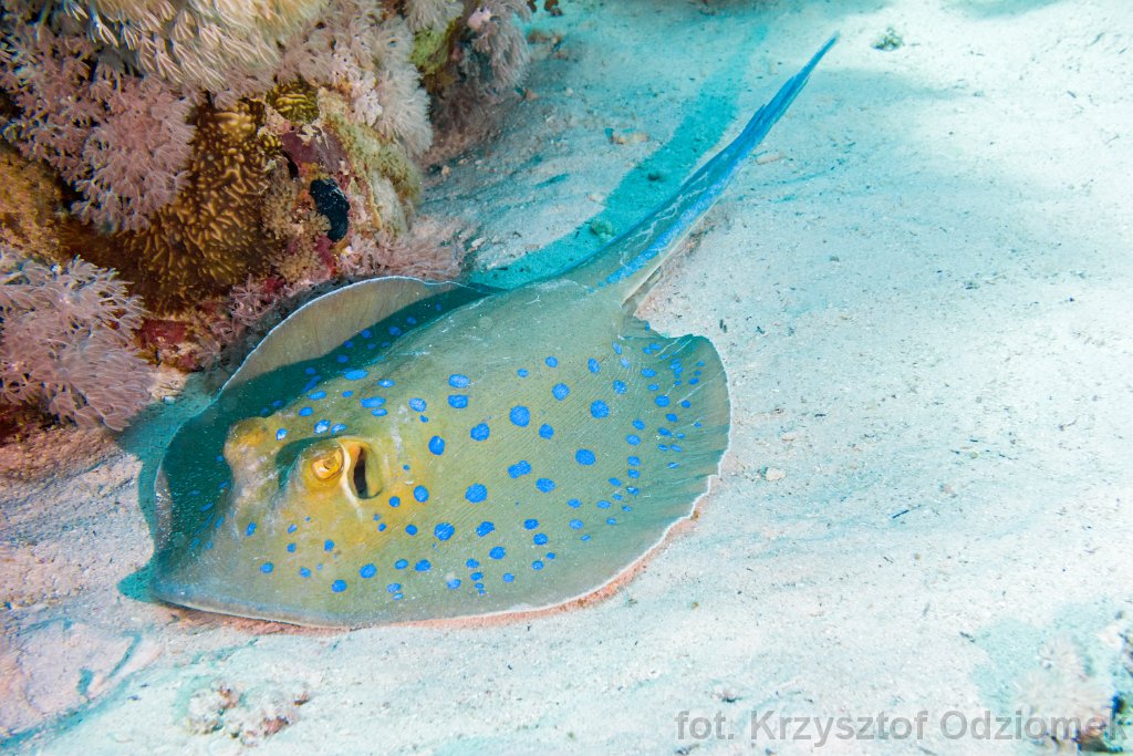 Stingray , Bluespotted ray on the sand
