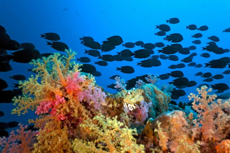 Egypt,diving,underwater,fish,gallery,coral,reef,School Of Sailfin Tang Surgeonfish On coral Reef