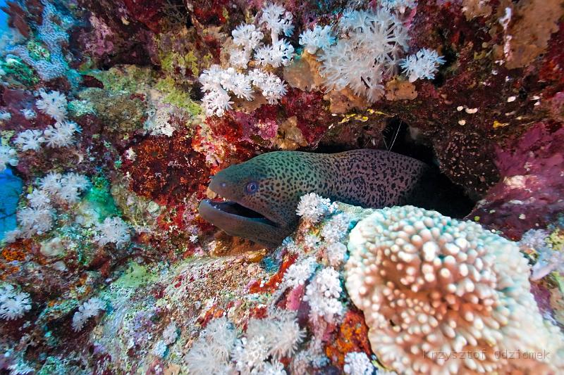 Egypt,diving,underwater,fish,gallery,coral,reef,iant moray