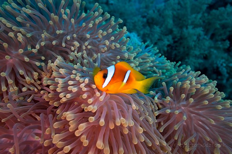 Egypt,diving,underwater,fish,gallery,coral,reef,anemonefish,clownfish