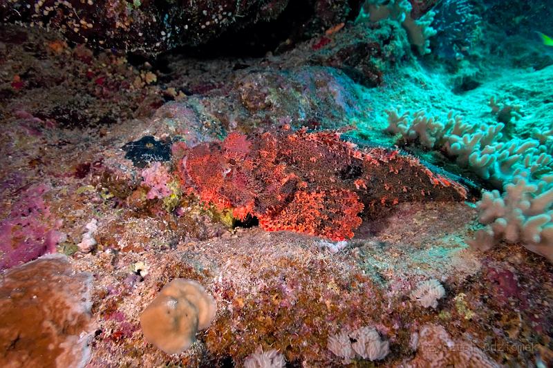 Egypt,diving,underwater,fish,gallery,coral,reef,red scorpion fish