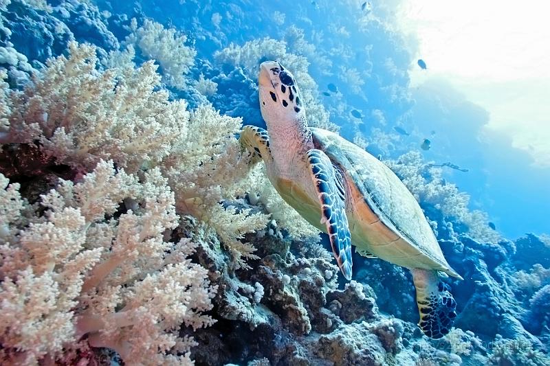 Egypt,diving,underwater,fish,gallery,coral,reef,sea turtle on the soft coral