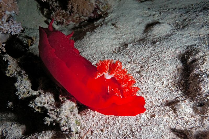 Egypt,diving,underwater,fish,gallery,coral,reef,Red Sea Spanish Dancer slug