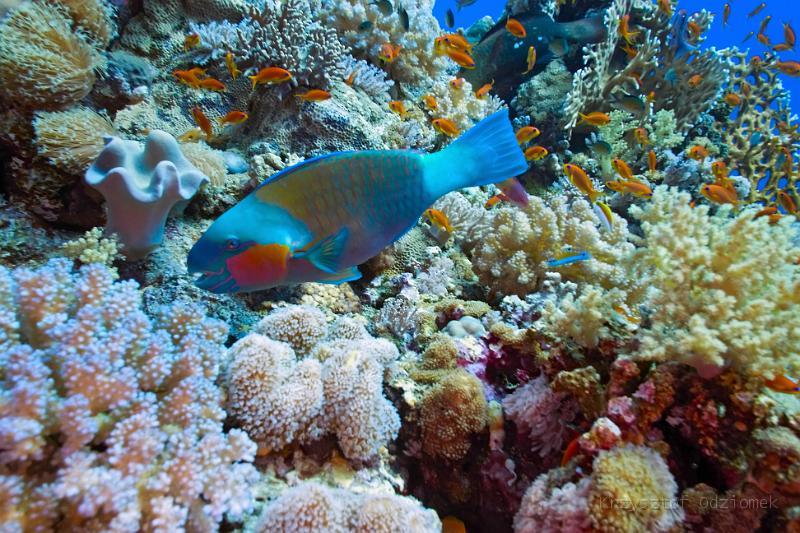Egypt,diving,underwater,fish,gallery,coral,reef,parrotfish and school of anthias fish on the coral reef