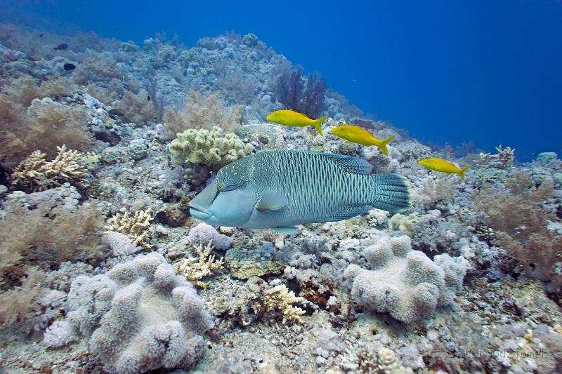 Egypt,Yellow saddle goatfish,diving,underwater,fish,gallery,coral,reef,Humpheah Napoleon Wrasse Napoleonfish