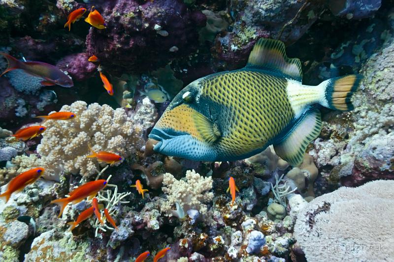 Egypt,diving,underwater,fish,gallery,coral,reef,Big triggerfish on te reef