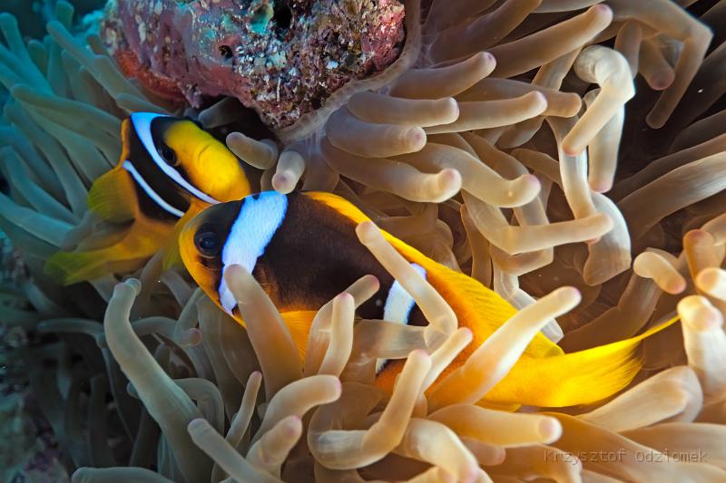 Egypt,diving,underwater,fish,gallery,coral,reef,anemonefish,clownfish