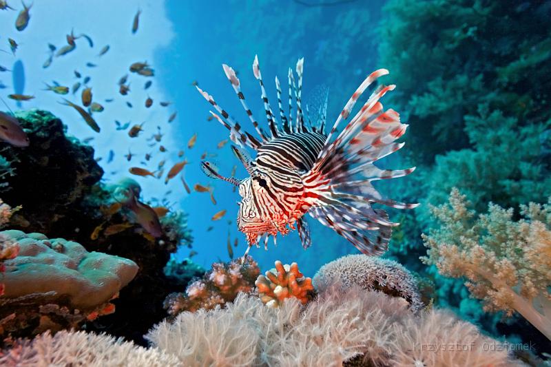 Egypt,diving,underwater,fish,gallery,coral,reef,lionfish