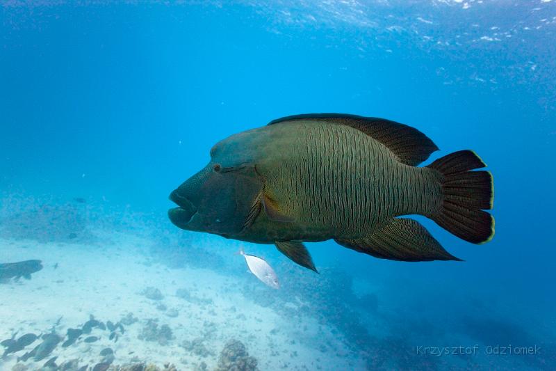 Egypt,diving,underwater,fish,gallery,coral,reef,Napoleon Wrasse Napoleonfish
