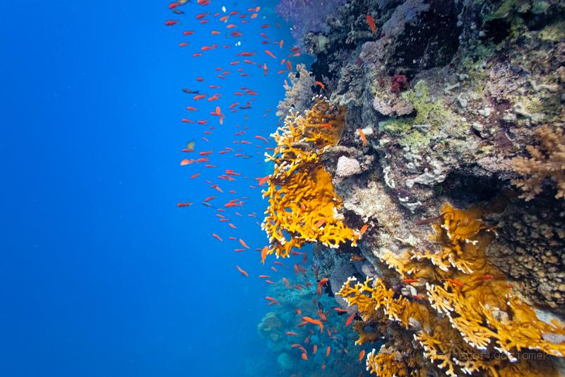 Egypt,diving,underwater,fish,gallery,coral,reef,fire coral with school of anthias fish