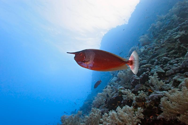 Egypt,diving,underwater,fish,gallery,coral,reef,Longnose Unicornfish