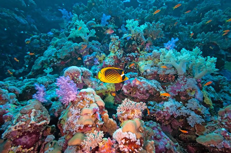 Egypt,diving,underwater,fish,gallery,coral,reef,butterfly fish