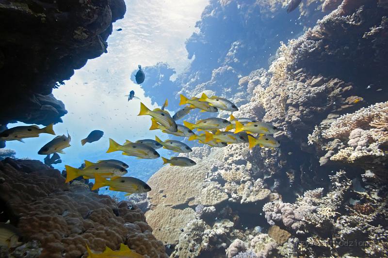 Egypt,diving,underwater,fish,gallery,coral,reef,Onespot Snapper Lutjanus