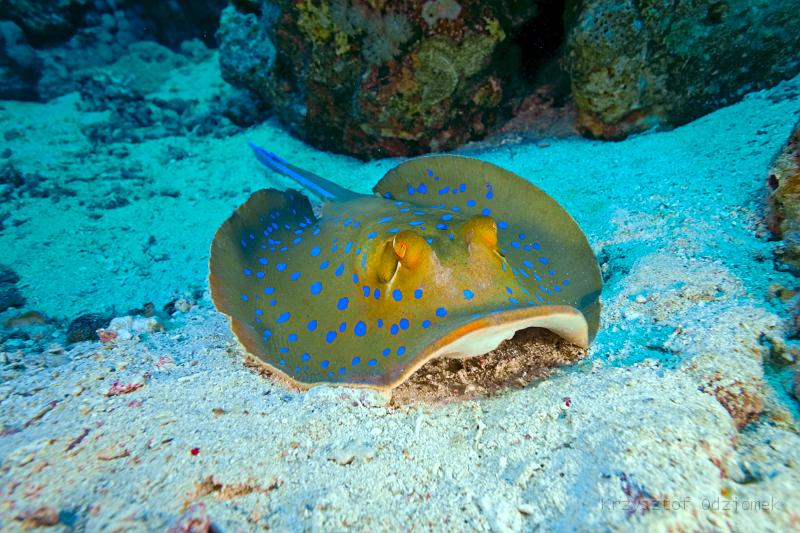 Egypt,diving,underwater,fish,gallery,coral,reef,stingray on the sand