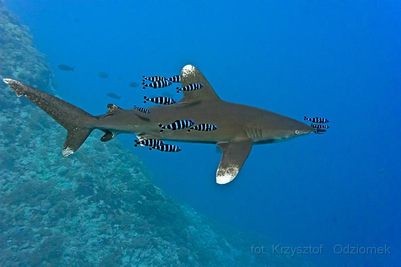 Egypt,diving,underwater,fish,gallery,coral,reef,Oceanic whitetip shark