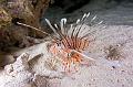 diving,underwater,fish,picture,lion fish